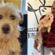 Mishka The Dog Reunited With Her Owner