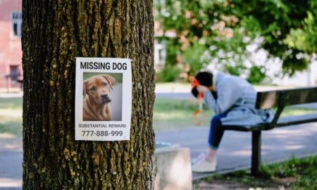 Missing Dog Notice On A Tree. In The Background, A Heartbroken Dog Owner Mourns While Sitting On A Bench.