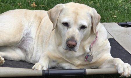 Molly The 8 Year Old Dog
