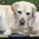 Molly The 8 Year Old Dog