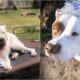 Mooresville New Dog Mayor