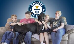Great Dane Crowned World'S Tallest Dog - Guinness World Records
