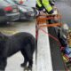 Newfoundland Helps Rescue His Golden Retriever Friend From Drowning
