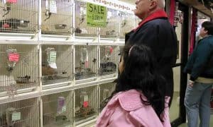 Newyorkpetstore Min