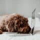 Nice And Sweet Spanish Water Dog Working From Home With His Laptop On Top Of The Bed