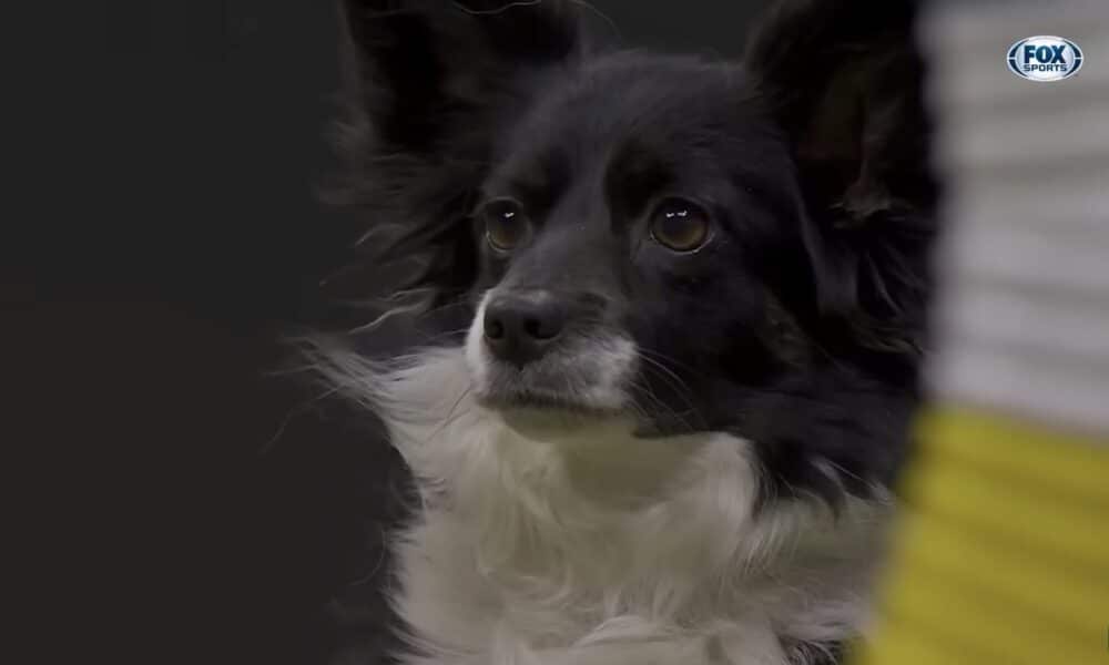 Nimble The Dog