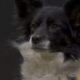 Nimble The Dog