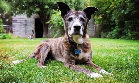 Olddog