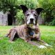 Olddog