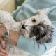 Older Dog Owners