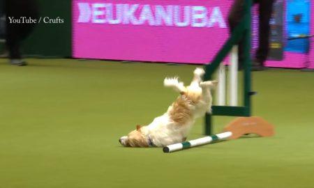 Ollie Crufts Min