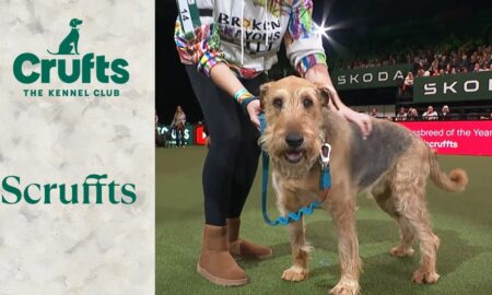 Our Scruffts Winner, Diesel! | Crufts 2024