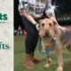 Our Scruffts Winner, Diesel! | Crufts 2024