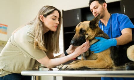 Owner Saying Goodbye To Pet Dog At The Vet Clinic Before Dog Euthanasia Process
