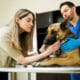 Owner Saying Goodbye To Pet Dog At The Vet Clinic Before Dog Euthanasia Process
