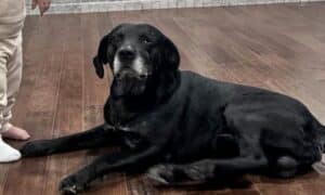 Parker The 9 Year Old Labrador Mix