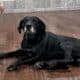 Parker The 9 Year Old Labrador Mix