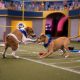 Pbxvi Puppy Play Time 2 Min