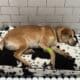 Peanut The Rescue Dog After A Hit And Run Accident