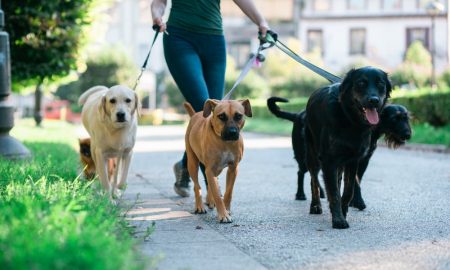 Petsitterapps3 Min