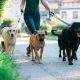Petsitterapps3 Min