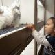 Petland