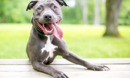 Pit Bulls
