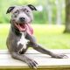 Pit Bulls