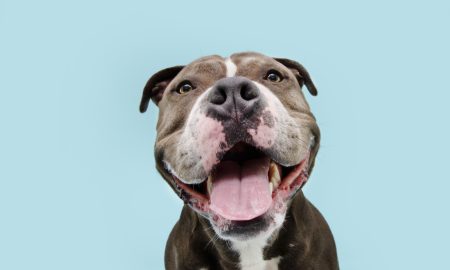 Pitbullawareness