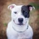 Pitbullban Min