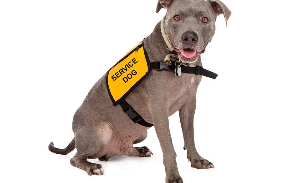 Pitbullservicedog