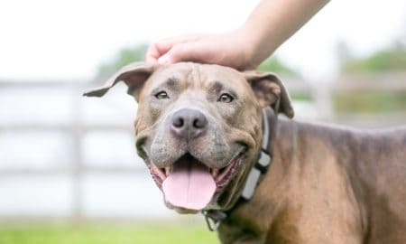 Breed-Specific