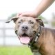 Breed-Specific