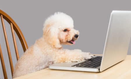 Poodle Dog Typing And Reading Laptop Computer On Table