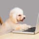 Poodle Dog Typing And Reading Laptop Computer On Table