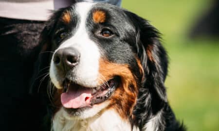 Portrait Of Bernese Mountain Dog