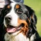 Portrait Of Bernese Mountain Dog