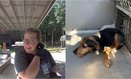 Postal Worker Saves Dog Bitten By A Venomous Snake