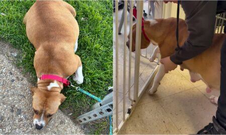 Pregnant Rescue Dog Gives Birth To 11 Puppies