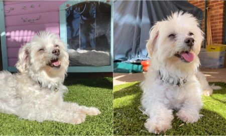 Princess The 10-Year-Old Maltese-Shih-Tzu Mix