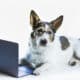 Puppy With Glasses In Front Of A Laptop