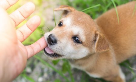Puppybiting1 Min
