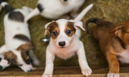 Puppyfamily Opt