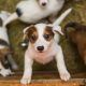 Puppyfamily Opt