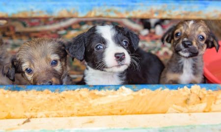 Puppymill Goldieact
