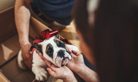 Puppyscam Min