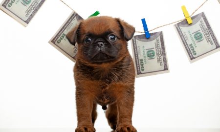 Puppyscam2020
