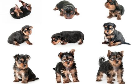 Puppystages Min
