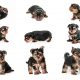 Puppystages Min