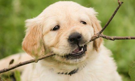 Puppystick